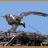 Sea Eagle Chicks for Dec 09 in Leeman